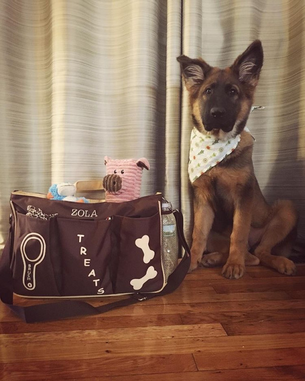 jet setter dog carrier