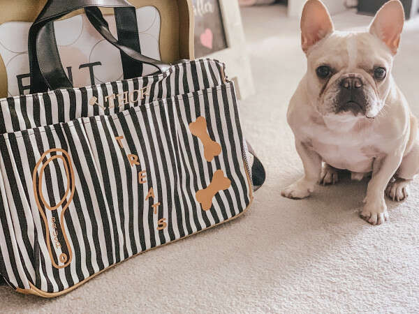 jet setter dog carrier